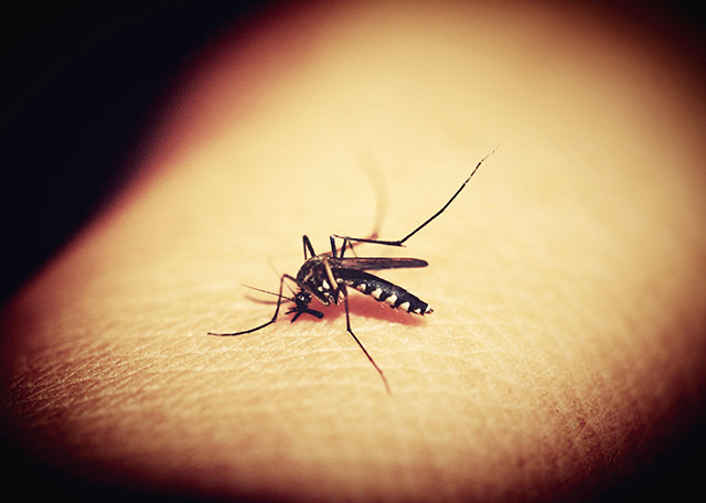 蚊子疟疾的研究 