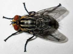 家里常见苍蝇种类 