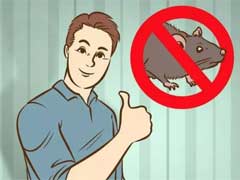 家庭灭老鼠的四种方法 