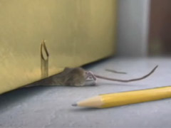 餐厅老鼠的来源以及有效的灭鼠方法 