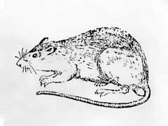 家庭鼠害之一的褐家鼠习性和防治方法 