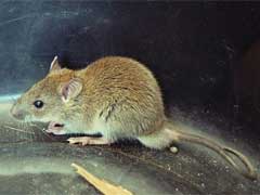 老鼠生活习性及如何灭鼠 