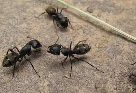 家里有蚂蚁，想用杀虫剂，但无奈家里有猫，有什么安全无毒的灭蚁方法？ 