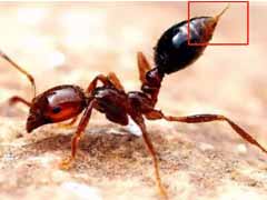 类似蚂蚁长有翅膀，晚上出来叮人像针扎一样疼痛的是什么昆虫，如何根除？ 