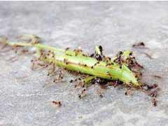 如何有效地把家里的蚂蚁消灭？ 