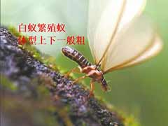 飞蚁属于白蚁吗，为什么会自己断翅膀？ 