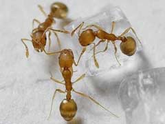 家里蚂蚁太多怎么解决啊？ 
