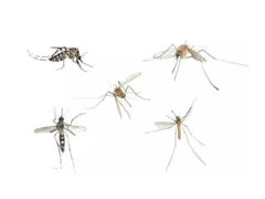 有什么好办法可以迅速杀死一个房间里的唯一一只蚊子？ 