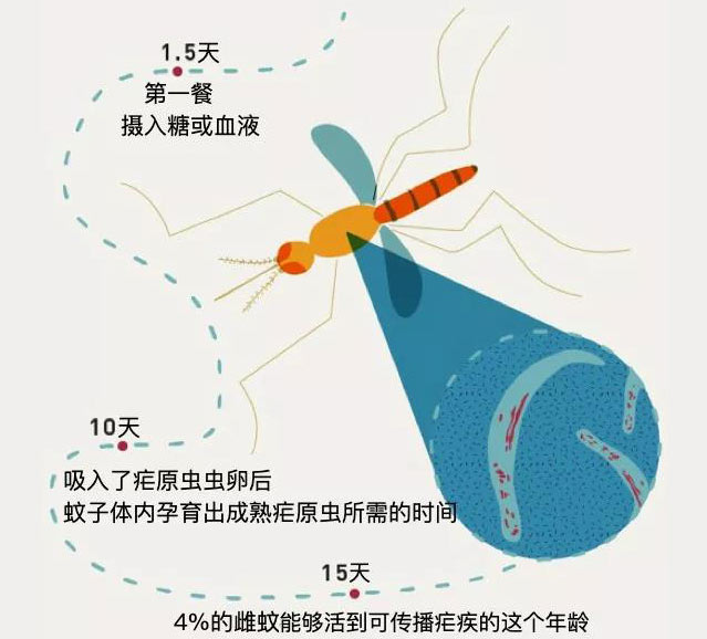 蚊子传播疟疾的周期
