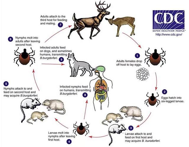美国CDC发布的莱姆病传播途径（cycles of lyme disease）