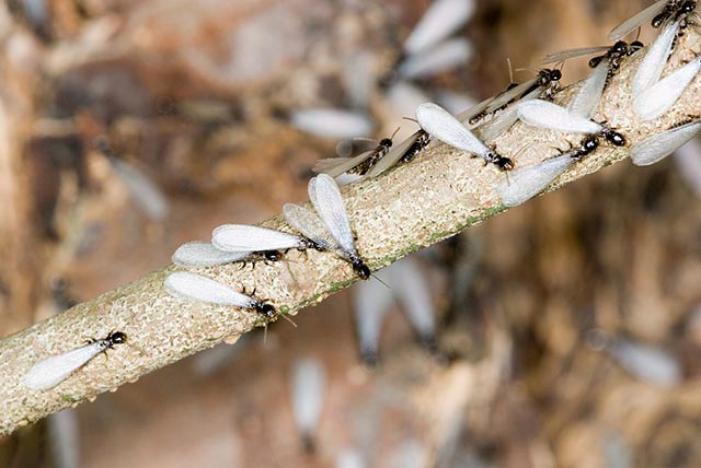 白蚁繁殖蚁（分飞蚁）