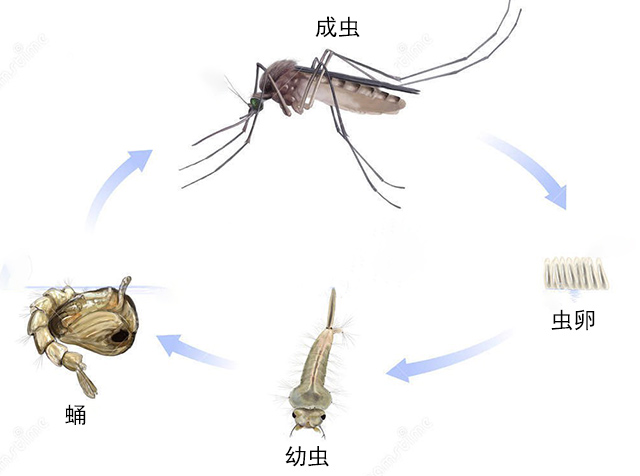 蚊虫成长