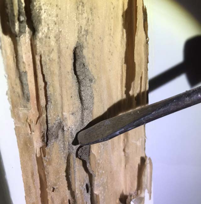 螺丝刀撬开门窗处发现蚁路