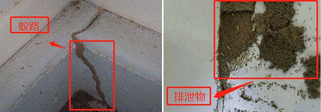 白蚁建立的蚁路（左）白蚁的排泄物（右）