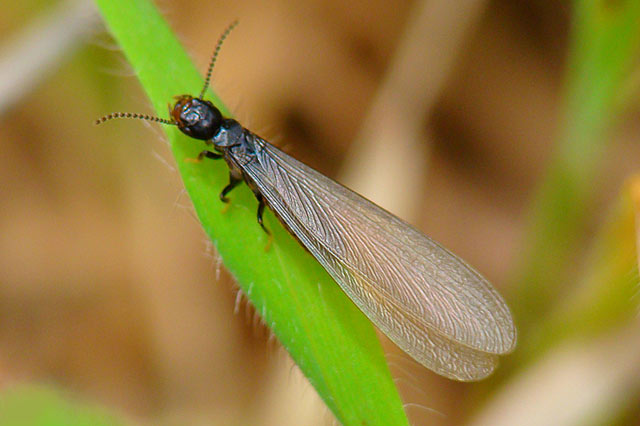 长翅繁殖蚁