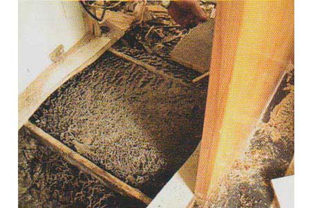 白蚁在室内筑的地下巢