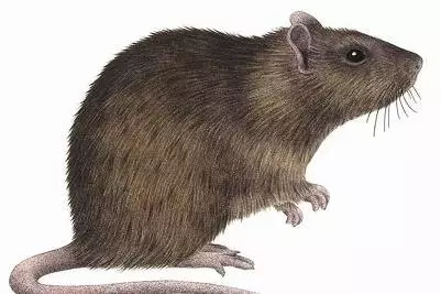 褐家鼠