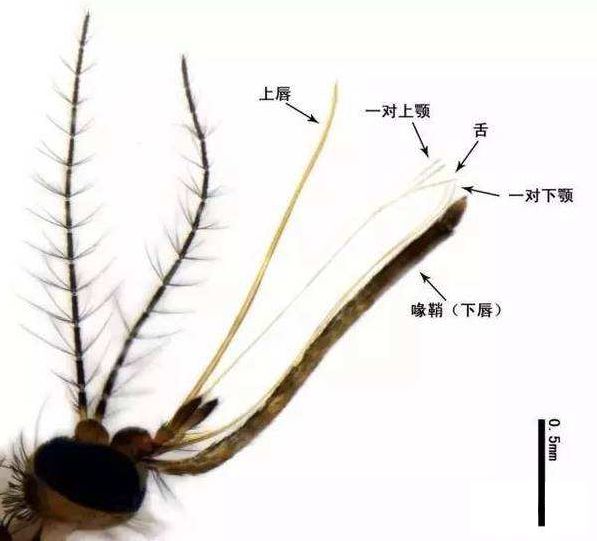 蚊子口器