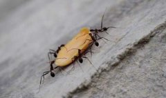 家里出现好多小蚂蚁，怎么消灭安全？ 