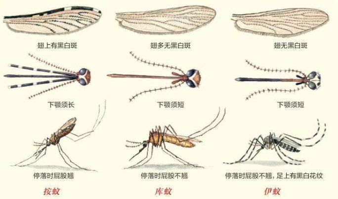 蚊子