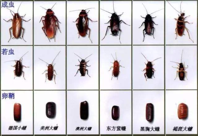 不同种类的蟑螂