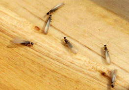 家里发现白蚁怎么治？ 