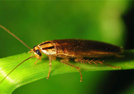 蟑螂的生物习性及危害程度 