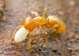 尖尾蚁属分类和生活习性 