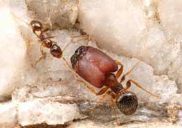 什么是宾氏大头蚁，以及它的分布和习性 