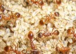 什么是红蚁属？ 