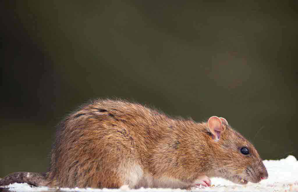 什么是褐家鼠？ 