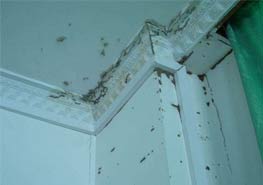 家里有白蚁了该怎么办？ 