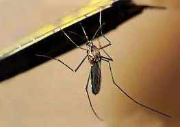 蚊虫的发育阶段及取食行为 