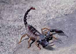 什么是蝎子，它有什么样的特性？ 