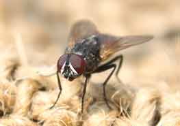 苍蝇的危害有哪些？ 