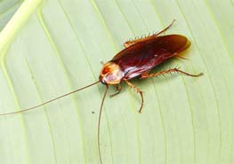 什么蟑螂药能快速灭蟑螂 