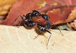 什么是蚂蚁，蚂蚁怎么消灭？ 