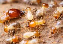 白蚁防治，家里怎么除白蚁？ 