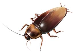 新房装修不久发现蟑螂，如何消灭蟑螂？ 