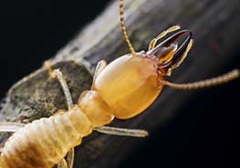 家白蚁防治和灭白蚁新的研究结果四 