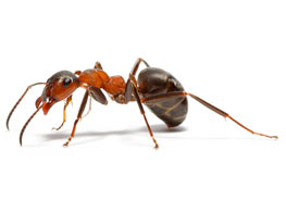 灭蚂蚁简单有效的方法？ 