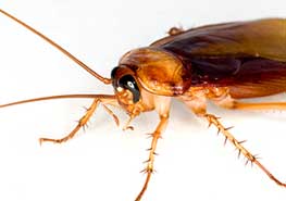 蟑螂是怎么产生的，如何灭蟑螂？ 