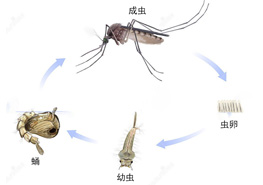 消灭蚊子的方法有什么 