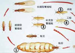 有效的白蚁防治方法 