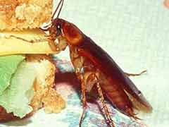 蟑螂的危害及消灭方法 