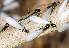 如何防治白蚁用什么药 