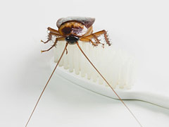 灭蟑螂有效的方法之家有蟑螂怎样才能除尽 