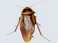 除蟑螂的3种方法 