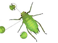 蚜虫分泌的蜜露可以诱发病毒吗？ 