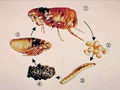 跳蚤从幼虫到死亡生活史达一年多 